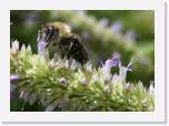 Bee Mug